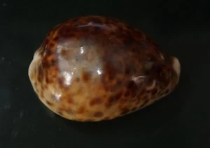Cypraea Tigris 68 mm F+++/ GEM "'UNUSUAL RUSTY-yellow w/ Cloudy blotch pattern - Picture 1 of 9
