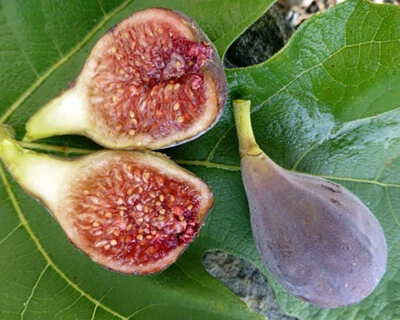 Fig Tree Seeds - Ficus carica Sweet Fruit Shrub, US Seller Mai's Family - Image 1 of 4