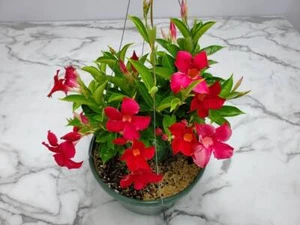 Mandevilla (Dipladenia) ‘Opal Vining Merlot’ Live Plant Well-Rooted Healthy Vine - Picture 1 of 4