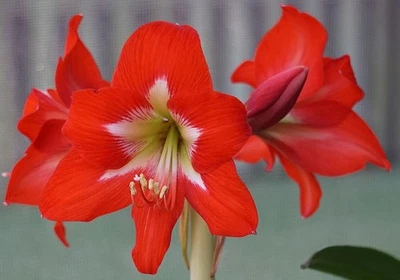 Blue Buddha Farm: Amaryllis 'Bright Spark' Bulb - Vibrant Red Blooms - Image 1 of 4