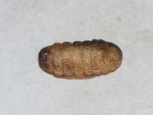 LEPIDOPLEURUS CAJETANUS SPECIAL COLOUR - Imagen 1 de 1