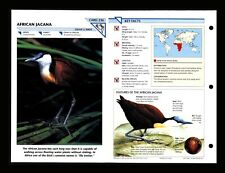African Jacana Wild Life Fact File Bird Animal Card Home School Study 2.236