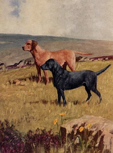 TARJETA NOTA DE SALUDO PERRO LABRADOR RETRIEVER PERROS AMARILLOS Y NEGROS EN ENTORNO ESCÉNICO - Imagen 1 de 1