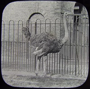 Glass Magic Lantern Slide OSTRICH IN THE ZOO C1890 PHOTO BIRDS ZOO LECTURE - Picture 1 of 2