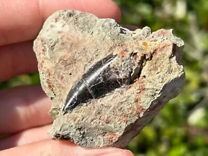 Dekkar Formation Abelisaurier Dinosaurier Zahn Fossil in Matrix Marokko RAR - Bild 1 von 10