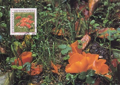 LIECHTENSTEIN 1997 THREE FIRST DAY COVERS ON MAXI CARD, MUSHROOM PLANTS - Image 1 of 3