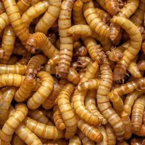 LIVE Giant Mealworms Insect Feeders Fast Shipping Bearded, Gecko, Turtle Food - Picture 1 of 5