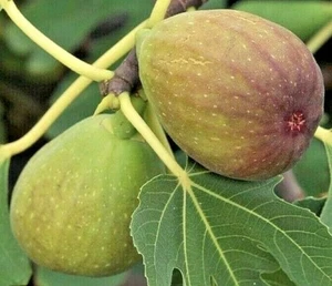 50 - 100 FIG TREE SEEDS - UK SELLER - Picture 1 of 2