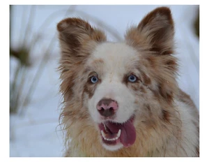 "Foto Border Collie 8x10 en 8,5"" x 11"" - Imagen 1 de 1