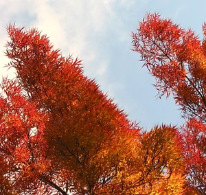 Fraxinus angustifolia subsp. oxycarpa - - southern ash **
