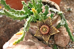 Stapelia (sin. Orbea) variegata - stapelia (Vaso 10 cm) - 10-15cm - Foto 1 di 2