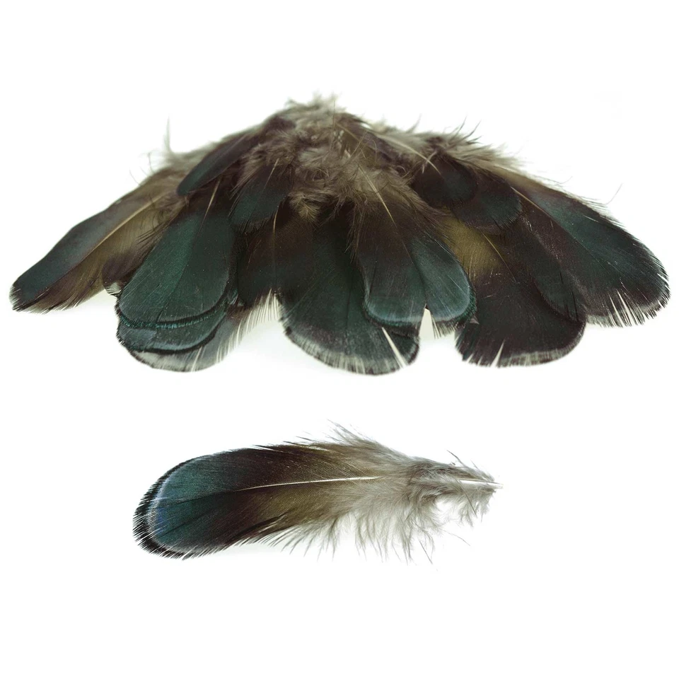 20 Hühnerfedern f. Federkostüm ca. 9~10,5x2~2,5cm gefärbt, schwarz - Bild 1 von 1