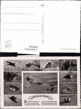 2004560,Nordseebad Langeoog Seehunde Seehund Mehrbildkarte