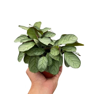 Ctenanthe burle-marxii 'Amagris' - Bild 1 von 4