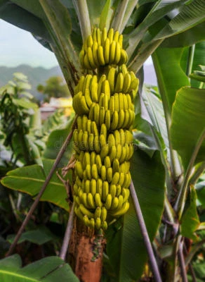 10 x banana tree seeds. Musa Yunnanensis seeds Yunnan Banana... - Image 1 of 4