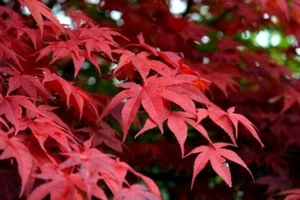 Acero Rosso Giapponese "Acer Palmatum Red Flash" pianta in vaso ø18 cm - Foto 1 di 2