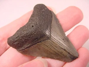 (s242-M) 1-7/8" Fossil MEGALODON Shark Tooth Teeth JEWELRY sharks specimen - Picture 1 of 1