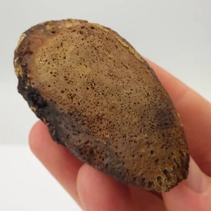 Fósil de espolón de tortuga gigante (Hesperotestudo) - Florida - Edad de hielo del Pleistoceno - Imagen 1 de 5