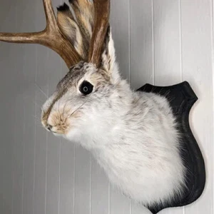 Jackalope-Statue, an der Wand befestigtes Tier hängende Skulptur, Heimdekoration - Bild 1 von 10