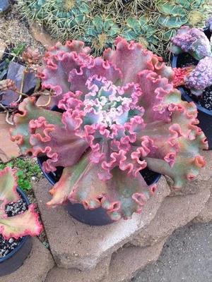 Echeveria Midway Cactus Succulent 1 gallon size - Image 1 of 3
