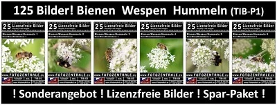 125 Lizenzfreie Profi-Bilder - Bienen Wespen Hummeln - (Royalty Free) UVP 89,- - Bild 1 von 4