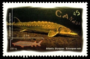 Canada #1643 "OCEAN WATER FISH" Brand New 1997 Original Pristine Gum - Picture 1 of 2