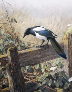 Johan Gerard Keulemans "Magpie Observing Fieldmice" bird Blue Artwork Fine Art - Picture 1 of 4