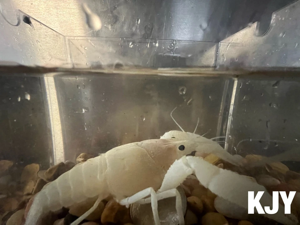 Cangrejo de río macho blanco grande (Procambarus Alleni) Foto 1 de 1