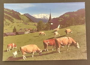 Cartolina d'epoca - Santo Stefano - Simmental - Wildstrubel - Svizzera - Mucche - Foto 1 di 4