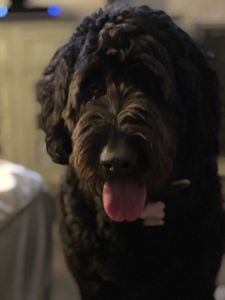 MYSTIC #11 1952 SÓLIDO EN MUY BUEN ESTADO+ LIMPIO NO CARNE+SANGRE, HORROR EN CIUDAD 4 PISOS STANLEE Foto 1 de 1