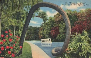 Silver Springs FL Florida, palma zapato caballo, bote con fondo de vidrio, postal vintage - Imagen 1 de 2