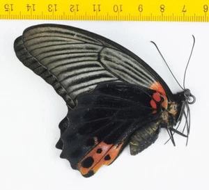 BUTTERFLY - Papilio memnon agenor (Female) - Tapah Hills - MALAYSIA - 9837 - Picture 1 of 4