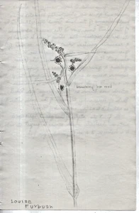 T13-78239 Orig 1920's Pencil Drawing Maine Wildflowers by Louise Furbush Boston - Picture 1 of 2