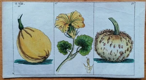 Wilhelm Originaldruck Koloriert Botanik Kürbis - 1800 - Picture 1 of 1