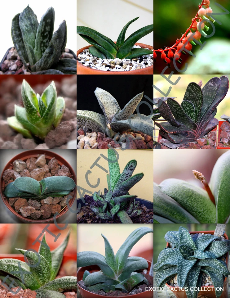 MISTURA DE GASTERIA EXÓTICA pedras vivas floridas raras sementes de suculentas de cacto 10 sementes - Imagem 1 de 1