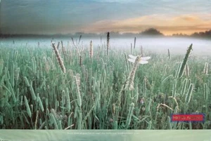 Talmud "Every Blade of Grass" Inspirational Quote Poster 24 x 35.5 - Picture 1 of 5