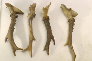 Roe Deer Antlers x4 w/ Skull Bases – Natural Horns for Knife Handles or Crafts - Picture 1 of 5