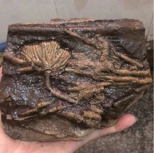 Natural Scale Hairy Sea Lily Elegants Sea Lily Silurian Devonian 16*13CM - Picture 1 of 8