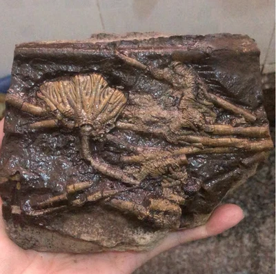 Natural Scale Hairy Sea Lily Elegants Sea Lily Silurian Devonian 16*13CM - Image 1 of 4