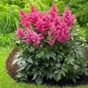 Astilbe japonica Bonn Japanische Garten Prachtspiere Winterhart - Bild 1 von 6