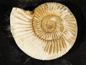 LARGER! White Ribbed AMMONITE Fossil 100% Natural with Stand Madagascar 133gr - Picture 1 of 14