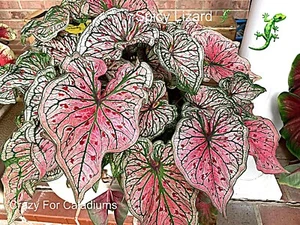 Caladium 'Spicy Lizard' Size #2 (2 BULBS)( (You get 2 bulbs) - Picture 1 of 10