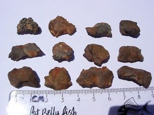 you get all 61 grams Gebel Kamil as found Iron meteorites from Egypt with a COA