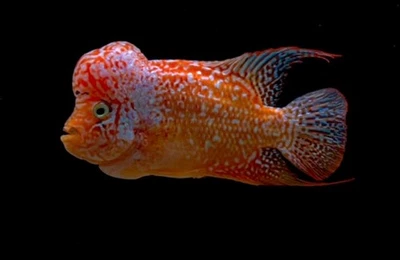 KingKamfa Flowerhorn Golden Base GB Super Vip High Quality 5” READ BEFORE BUY!!! - Image 1 of 4