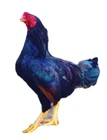 chicken hatching eggs and hatching supplies click here