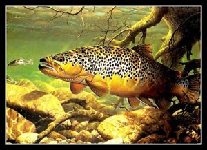 4.5" Lunker Brown Trout vinyl sticker. Fly fishing decal for laptop, tackle box.