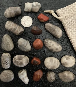 20 pezzi sacchetto regalo gemme del Michigan - diaspro, pietra petoskey, preferiti, corno di rugosa corallo - Foto 1 di 5