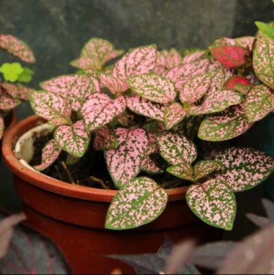 Hypoestes phyllostachya Pink Splash (Polka Dot House Plant) SEEDS •RARE •Indoor - Image 1 of 2