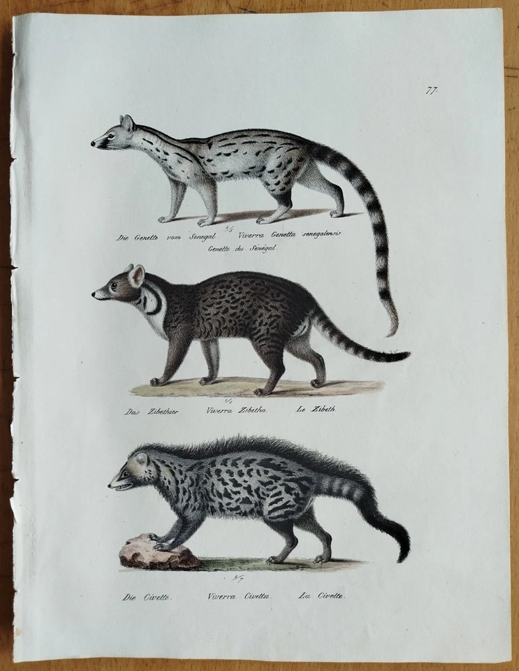 Genette Zibeth # Schinz/Brodtmann Großer Originaldruck # 1824 - Bild 1 von 1