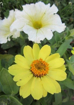 ♫ ZINNIA 'Simple Citron' -Zinnia Elegans ♫ Graines ♫ Ornement Gustatif Mellifère